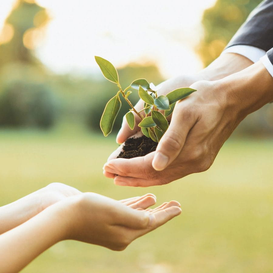 Hands passing a seedling